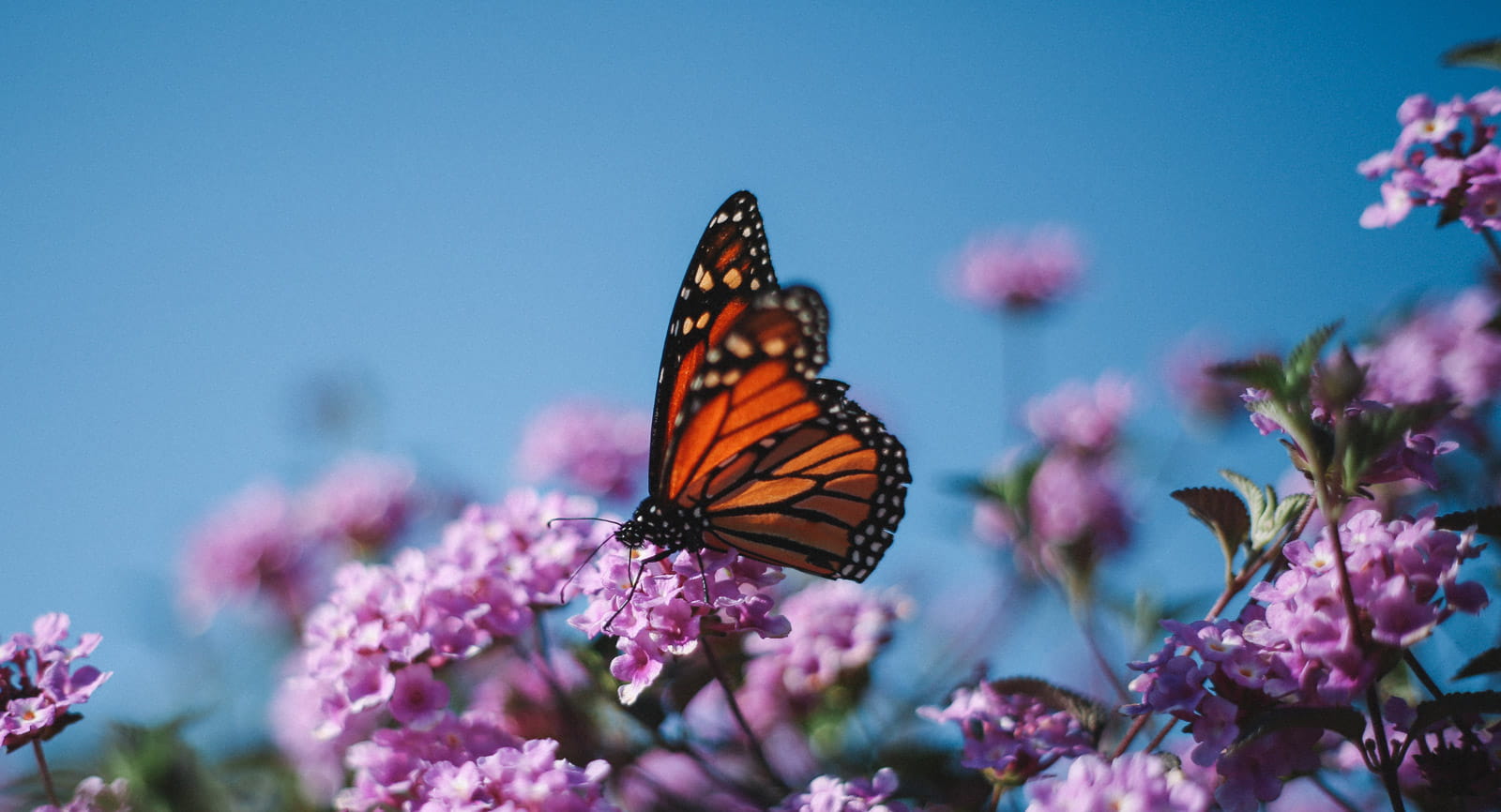 Biodiversity Banner Min