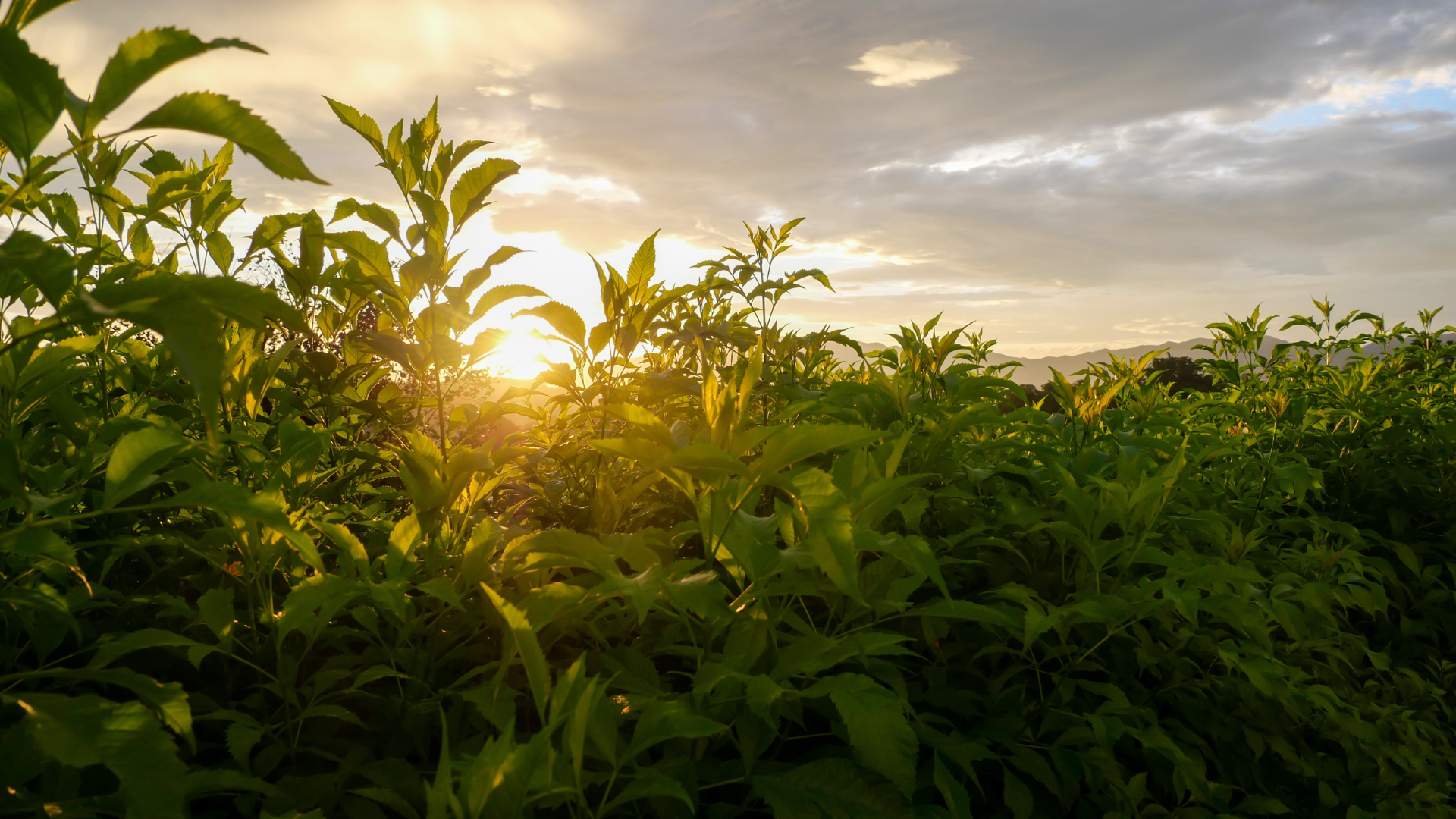 Biodiversité, Private credit