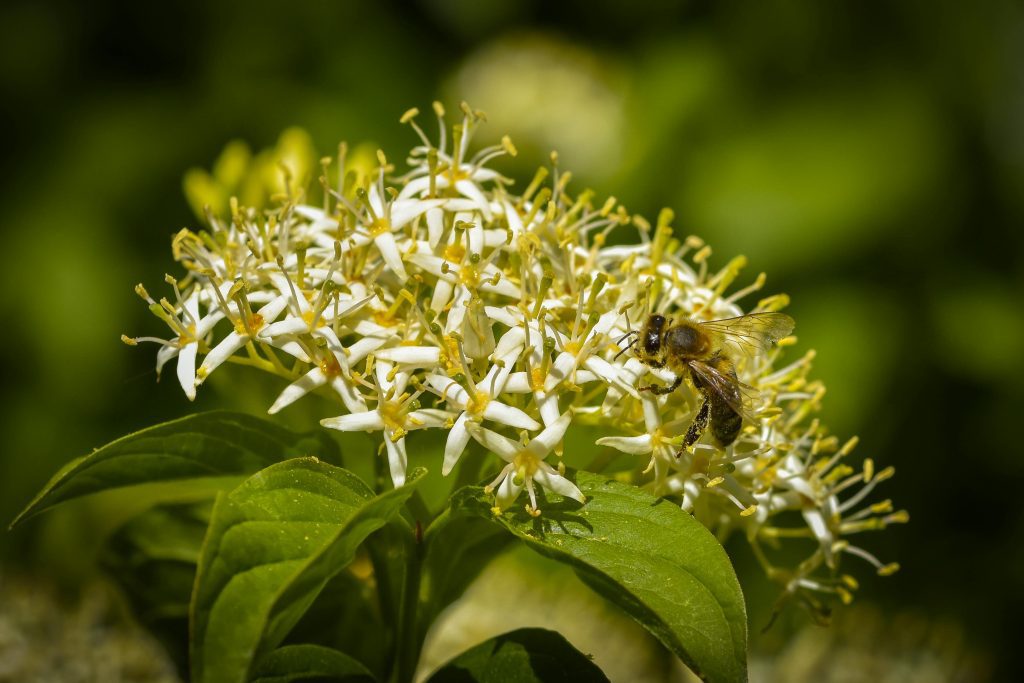 Dette privée, biodiversité, financement