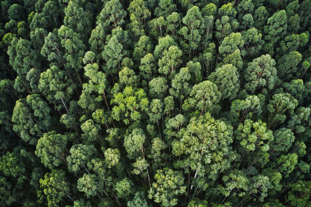 Overhead Aerial Shot Of A Thick Forest With Beautiful Trees And Greenery