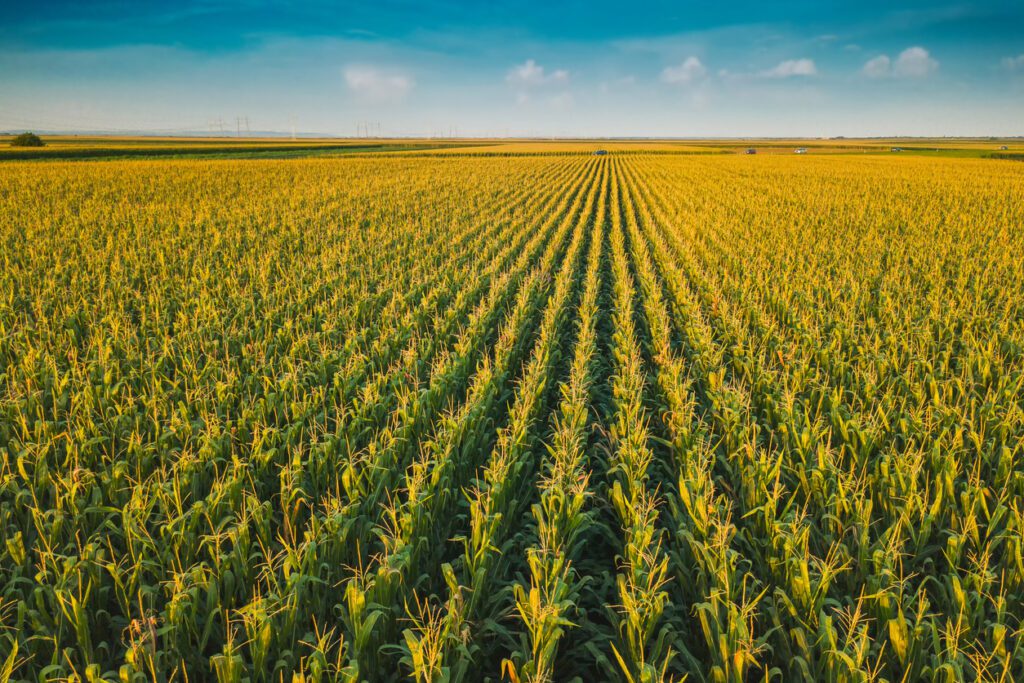 Aerial Drone View Of Cultivated Green Corn Field