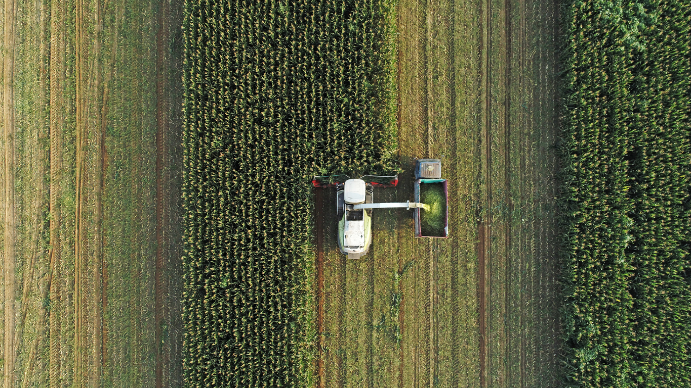The Harvester Is Harvesting The Corn In The Field, North China